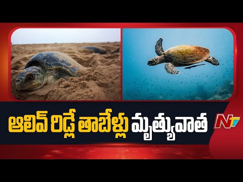 Olive Ridley Turtles: సిక్కోలు తీరంలో ఆలివ్ రిడ్లే తాబేళ్ల మృత్యువాత | NTV Telugu - NTVTELUGU