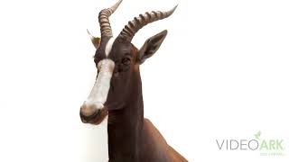 A male bontebok (Damaliscus pygargus pygargus) named Casper at the Nashville Zoo in Tennessee.
