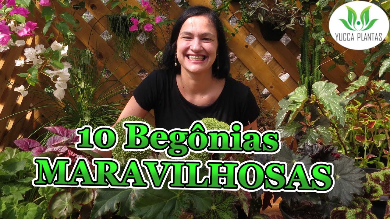 10 Begonias MARAVILHOSAS!