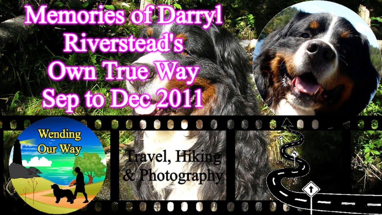 Monday Memories Of Darryl Bernese Mountain Dog Lower Sackville monday-memories-of-darryl-bernese-mountain-dog-lower-sackville