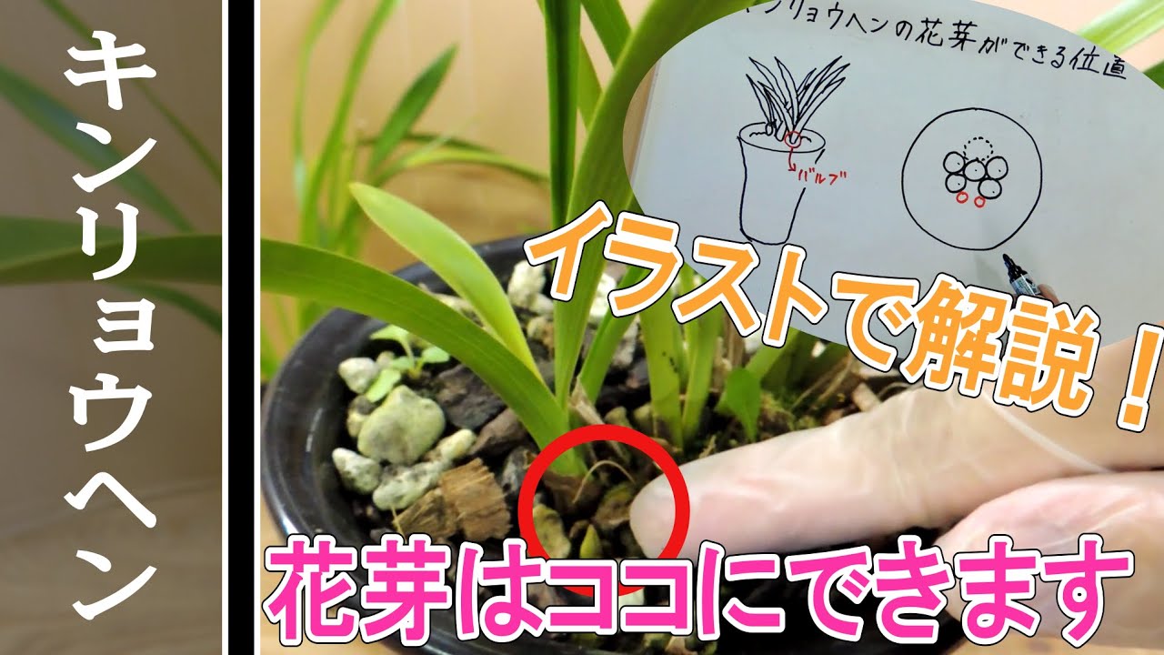 キンリョウヘン(シンビジューム)の花芽の観察と探し方 - YouTube