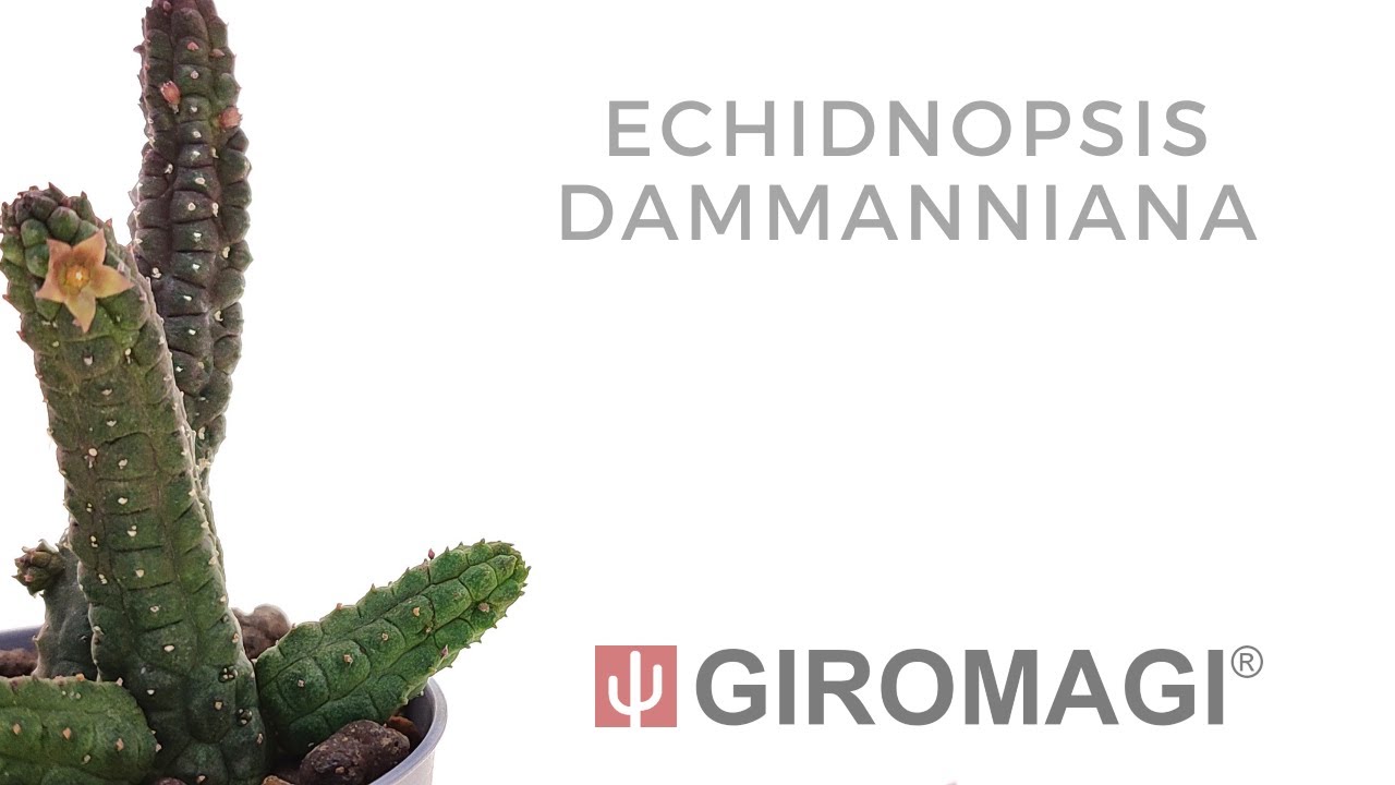 Echidnopsis dammanniana
