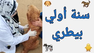 سنة أولي بيطري | المواد ، الانجليزي الطبي ، عام ولا برامج ،وطرق المذاكرة ،وأفضل دكاترة علي اليوتيوب🐴