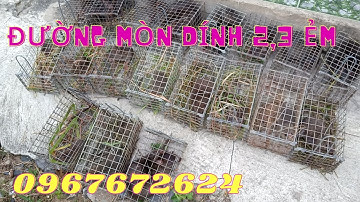 Thăm Bẫy Chuột Cống Nhum, Tập 176(Lụm phút cuối)#ccvlog