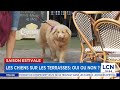 Chiens Permis Sur Les Terrasses Au Québec Pour Ou Contre Chiens Permis Sur Les Terrasses Au Québec Pour Ou Contre