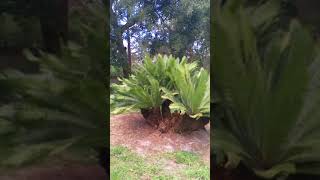 The Cycad Jungle Dioon edule 2