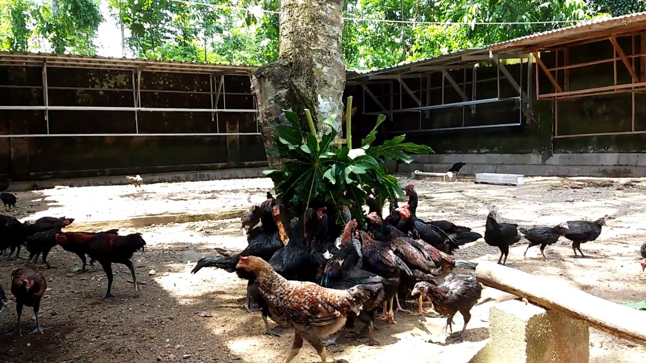 BETERNAK AYAM : Manfaat Daun Pepaya Untuk Ternak Ayam Kampung. 