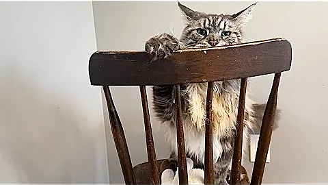 Watch the video about Big cute fluffy playful Polydactyl MaineCoon kitty a chair funny cats pets animal videos family vlog