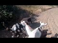 Козел Дукат везет листву домой запас на зиму!!! Очень умный козел!!