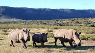 South African Honeymoon Cape Town &amp; Pumba Private Game Reserve