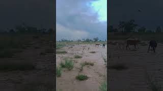 #animalvideos #buffalolover #mahadevdairyfarm #ruralindia #shortsvideo