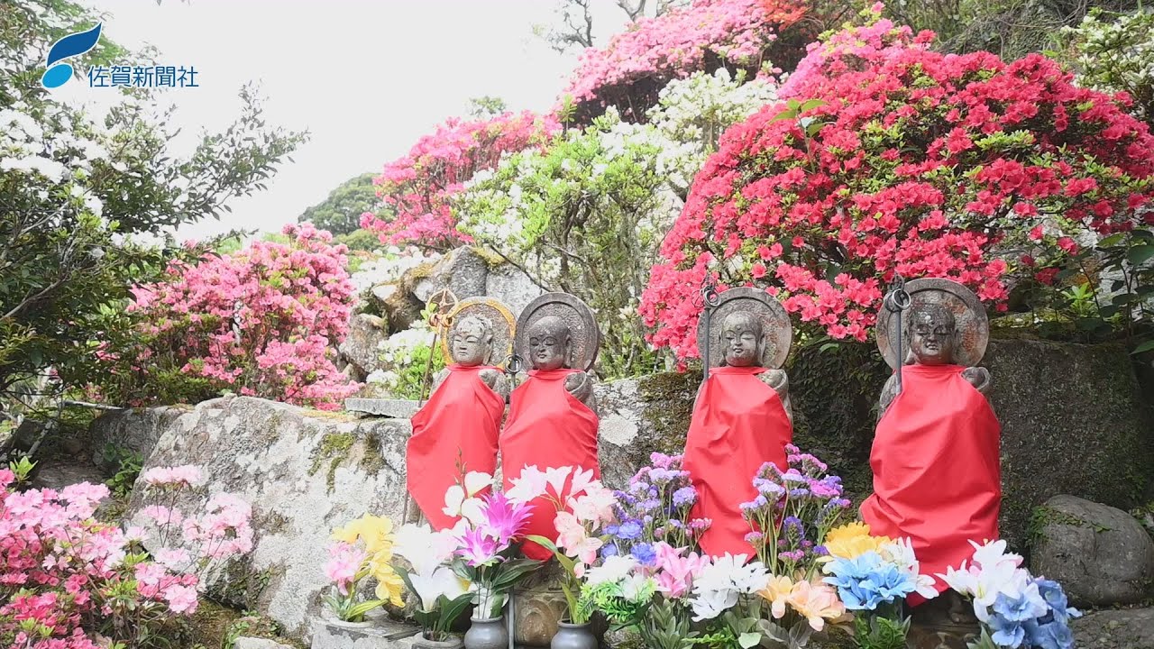 動画】ピンクや白など色とりどり ツツジ3000株が境内に咲き誇る 法安寺