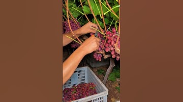 pruning grapes fruit  🍇  #grapenation #grapecare #grape #grapevinecare
