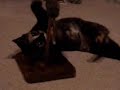 Punkin (aka &quot;the world&#39;s cutest kitty&quot;) plays with her favorite toy. 5 whole minutes of Zen...