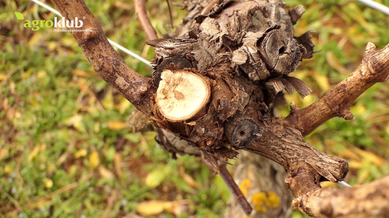 Rezidba loze u Vodnjanu