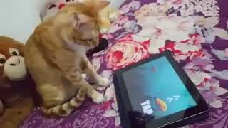 Kucing main ipad screenshot 3