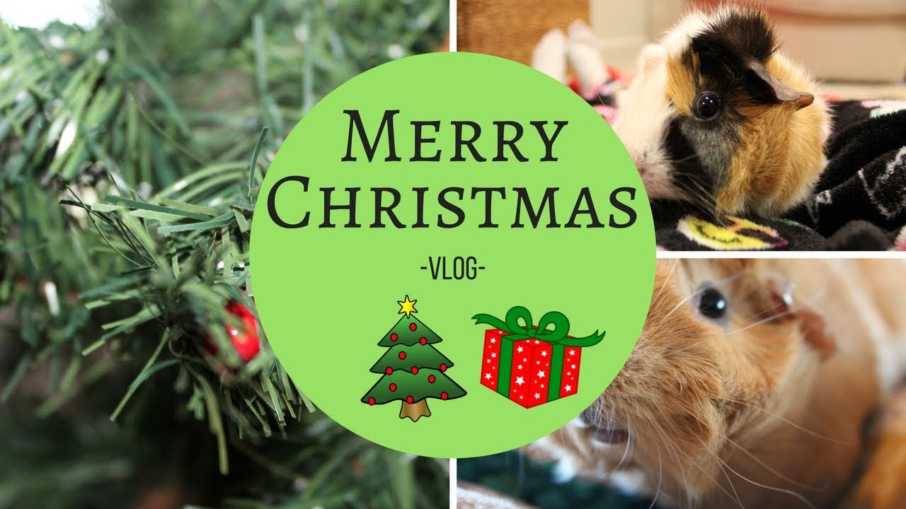 MERRY CHRISTMAS! | PIGMAS 2017