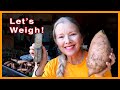 How many pounds of sweet potatoes did I harvest? Let's weigh on a Vintage Scale!