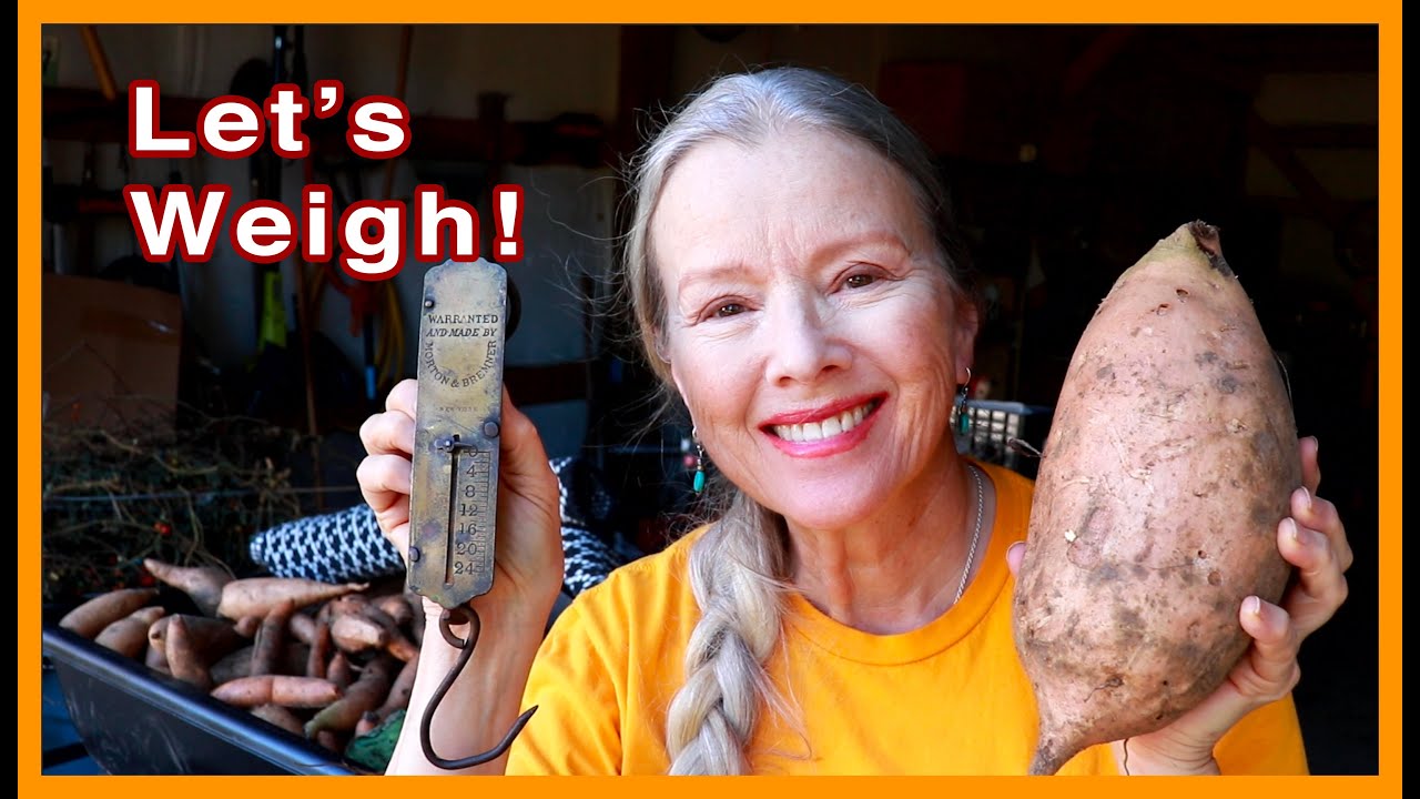 How many pounds of sweet potatoes did I harvest? Let's weigh on a