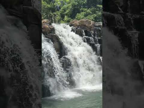 A Dog Enjoying The Cool Environment Of Bulingan Falls In Lamitan City