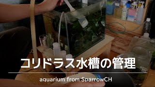 コリドラス水槽の管理