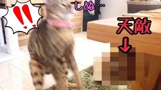 超絶ビビリのベンガル猫が『アレ』で後ろ飛び炸裂！