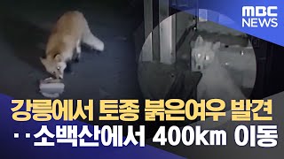 강릉에서 토종 붉은여우 발견‥소백산에서 400km 이동 (2023.03.22/뉴스데스크/MBC)