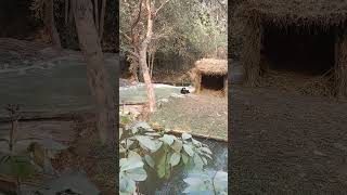delhi zoo kala hans