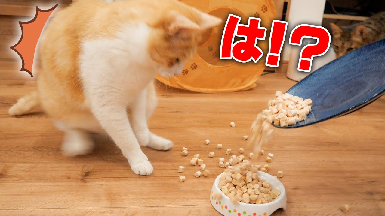いつもの100倍おやつが出てきてドン引きしてしまう猫たちの反応がや 