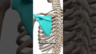 Bones of the SHOULDER REGION!!!! #anatomy #easyanatomy #anatomy
