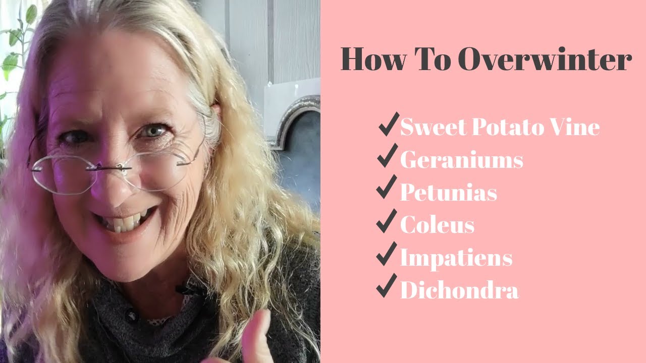 Overwintering: Geraniums, Petunias, Coleus, Impatiens, Sweet Potato Vines and Dichondra