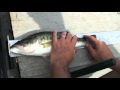 Fishing with Electricity