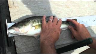Fishing with Electricity
http://primitivepathways.com When you need to have a population analysis done on your pond or lake, the only effective way to do it is with electroshock. A boat specifically designed for this is required. It is outfitted with a generator the emits high voltage into the water through electrodes that hang off booms that extend off the front of the boat. The electrodes dissipate the current through the water. The electricity shocks the fish and allows them to be easily netted. The ratios of predator and prey fish are recorded, allowing for long term management plans for any lake. Electroshock only temporarily stuns the fish, and within a few minutes they recover and are released. Visit www.lakework.com for more information. Videography and editing by Billy Berger Fishing with Electricity