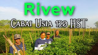 Melihat Perkembangan Tanaman Cabai Usia 120 Hst