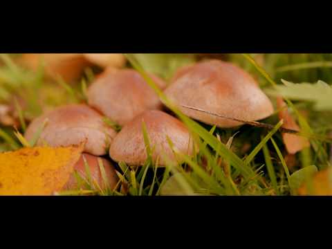 Первые осенние заморозки. Снято на объектив Sony e-mount 50mm f1/8 Первые осенние заморозки. Снято на объектив Sony e-mount 50mm f1/8