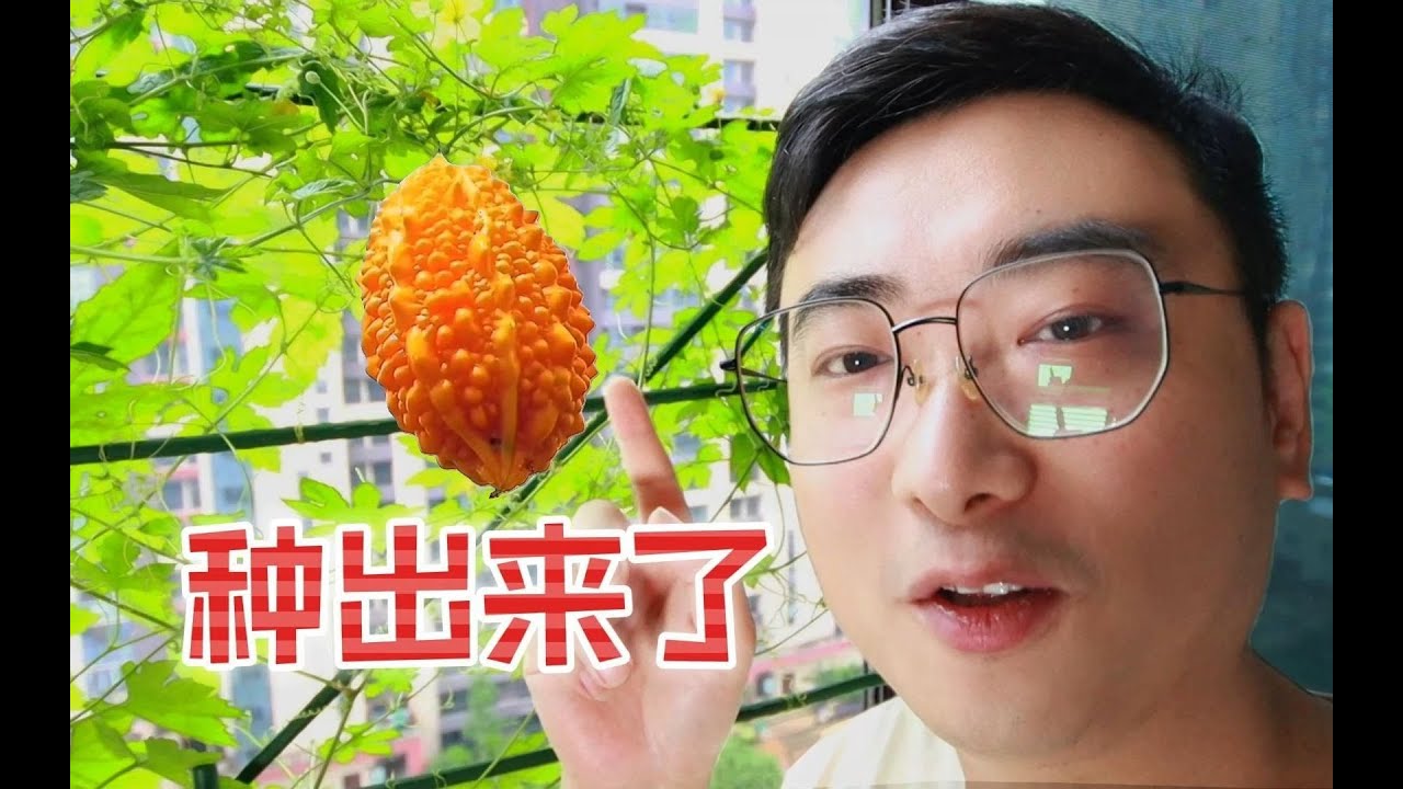 种了两年总算结果了,尝一口满满的小时候的味道 - YouTube