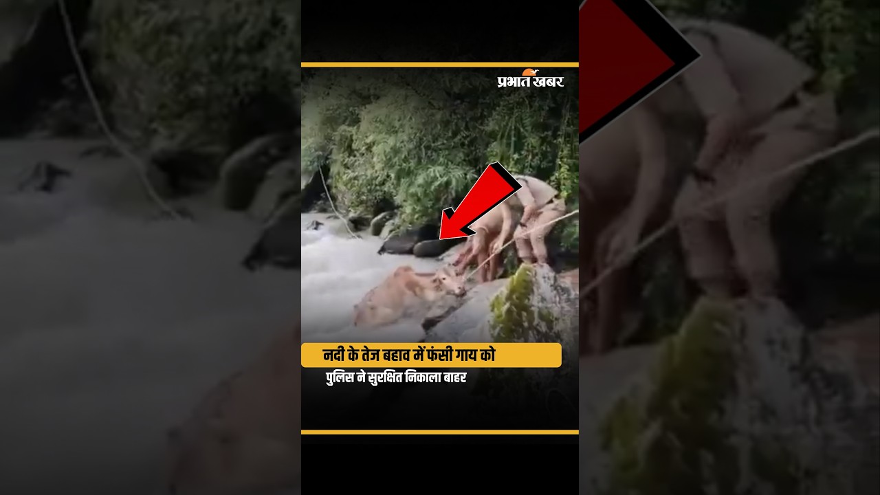 Chamoli Cow Rescue: नंदाकिनी नदी के तेज बहाव से गाय को सुरक्षित निकाला, Video Viral