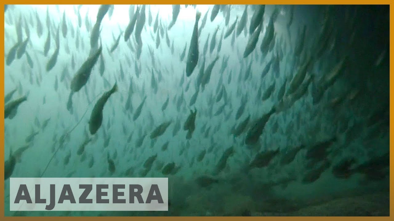🐟 الطبيعة على حافة الهاوية: الاحتباس الحراري يهدد مصائد سمك القد في القطب الشمالي | الجزيرة الإنجليزية