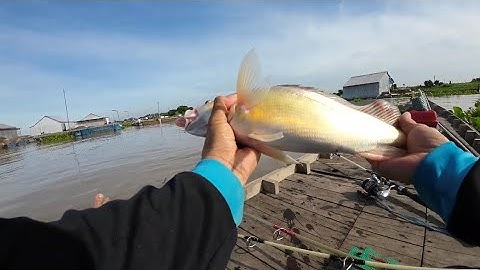 Trúng bầy cá sửu móc mòi không kịp luôn mọi người ơi Tập 1 p1