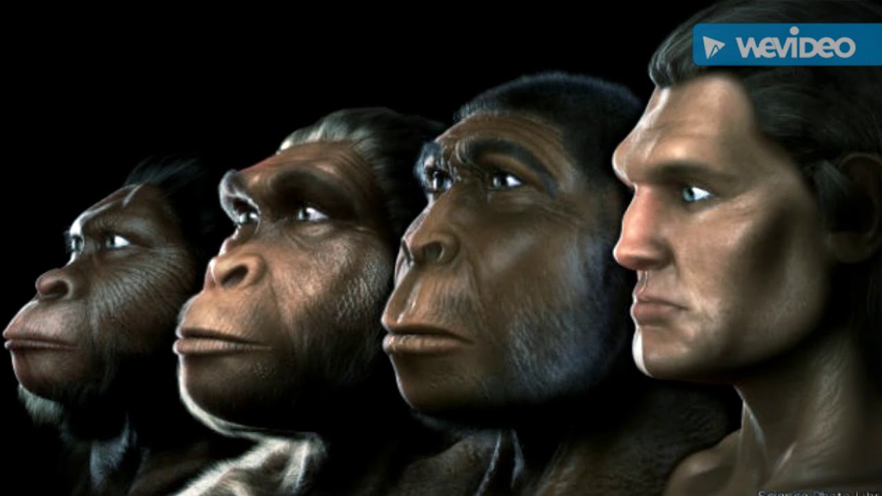 teorías creacionista y evolucionista YouTube