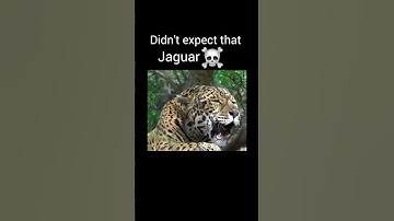 Thumbnail of Big cat roar part 1 #viralvideo #youtubeshorts