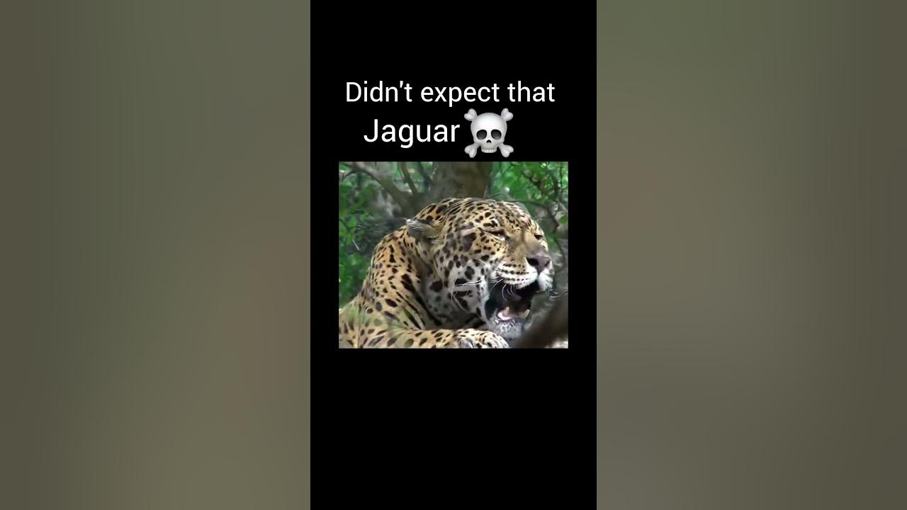 Big cat roar part 1 #viralvideo #youtubeshorts