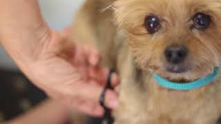 Grooming of Terriers - Pawgo Mobile Pet Grooming Phoenix