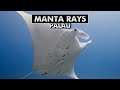 Diving with Manta Rays at German Channel, Palau [4k]