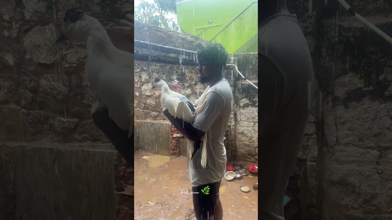 Daily vlog fun⁉️romba nal ku appuram enoda chellatha thukunen 🐣 #petscorner #petshorts #pets #pets