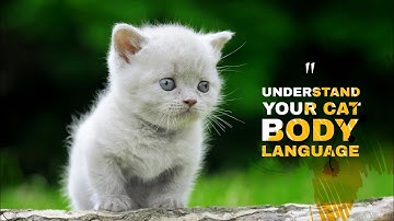 Decoding Feline Mysteries: Understanding Cat Body Language ┇ Animal Care