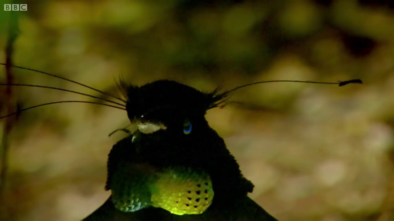 Bird Of Paradise Makes An Unforgettable First Impression    Animal Attraction   BBC iTmHtxJpEWE MP4