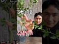 カラタチを育てている方は意外と多いです。根もとから取り除きましょう！