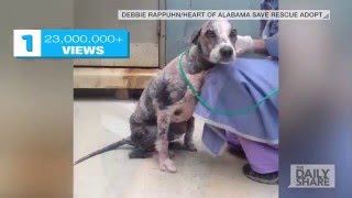 Our top 3 favorite dog transformations of 2015