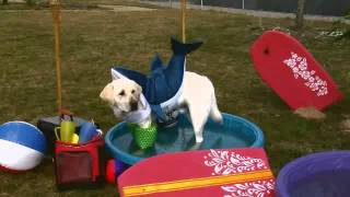 Bark in the Park 2012 Commercial
